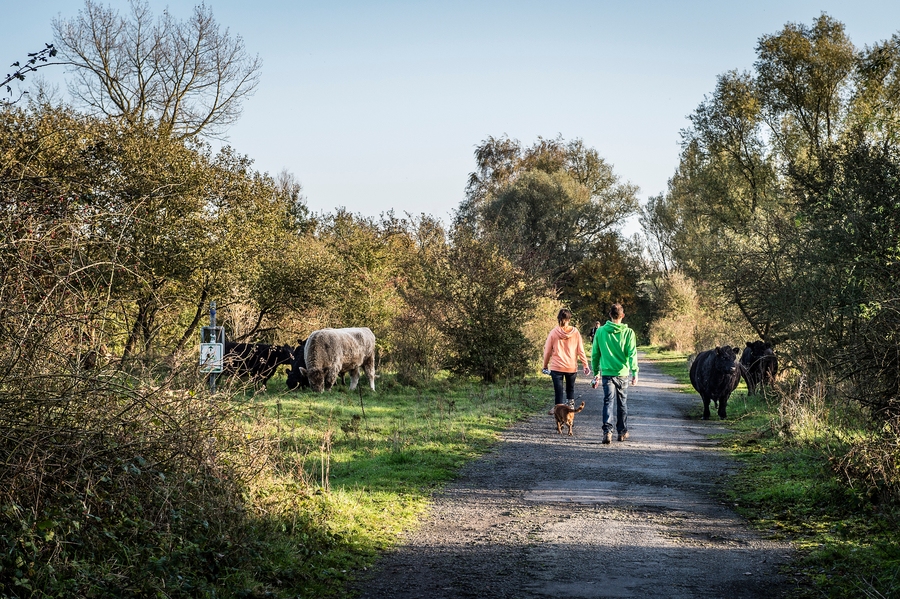 Wandelaars met hond passeren grazende Gallowayrunderen in het natuurgebied de Oude Landen. Wandelaars met hond passeren grazende Gallowayrunderen in het natuurgebied de Oude Landen.